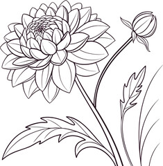 Minimalist line drawing of a dahlia flower with clean detailing