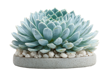 Beautiful blue green Echeveria succulent in a concrete pot.
