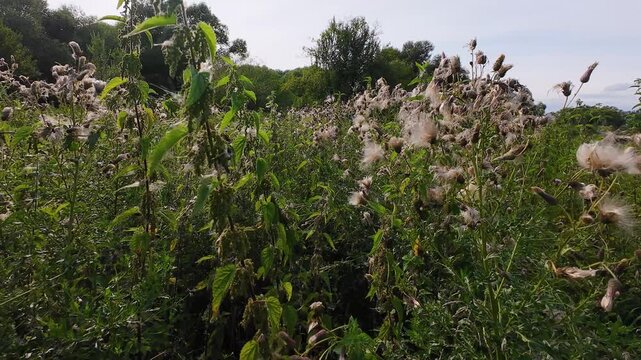 Field with wild herbs and plants such as thistle, Cirsium arvense, Carduus.