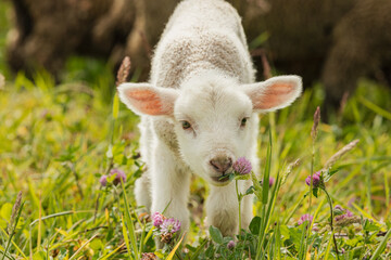 Obraz premium Corderos recién nacidos en una granja de Otavalo, Ecuador.