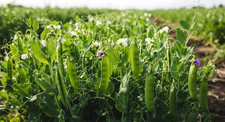Field of green pea plants with pods and flowers.