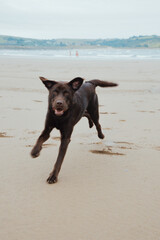 Chocolate Labrador Puppy