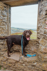 Chocolate Labrador Puppy
