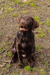Chocolate Labrador Puppy