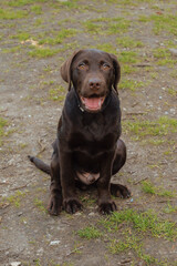 Chocolate Labrador Puppy
