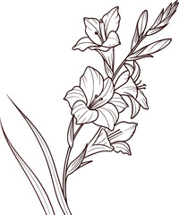 Elegant gladiolus flower line drawing for banners and advertisements