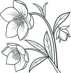 Elegant hellebore flower line drawing for botanical illustrations