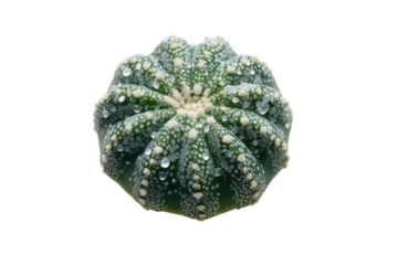 Green star shaped Astrophytum asterias cactus with water droplets.