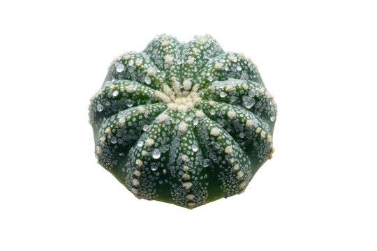 Green star shaped Astrophytum asterias cactus with water droplets.