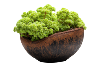 Lush green mossy houseplant in a rustic brown bowl isolated.