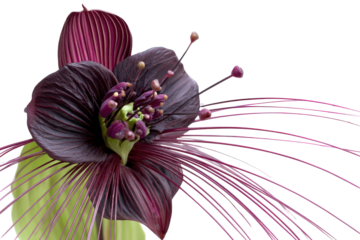 Exotic Black Bat Flower Tacca Chantrieri Isolated on White.