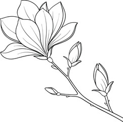 Minimal delicate magnolia flower line drawing illustration
