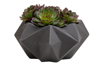 Green succulent plant in a modern dark grey geometric planter.