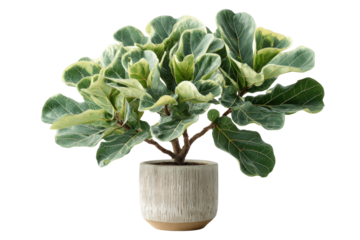Lush Fiddle Leaf Fig houseplant in a ceramic pot.