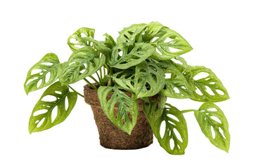 Lush green Monstera adansonii plant in a rustic pot.