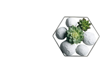 Green succulent plants and white decorative stones in a modern hexagonal frame.