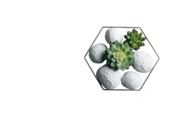 Green succulent plants and white decorative stones in a modern hexagonal frame.