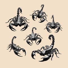 Scorpion, scorpion vector, scorpion illustration, line drawing on beige background.