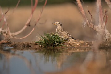 Sparrow in profile view with delicate plumage, surrounded by soft natural light.