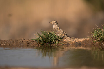 Beautiful wild sparrow standing by a pond, displaying calm and harmony in nature.