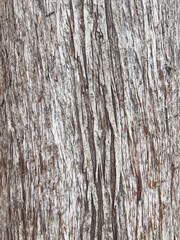 Obraz premium Close-up of tree bark texture, natural rough wooden surface