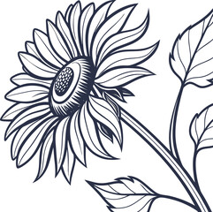 Detailed line drawing of a sunflower with intricate petal textures