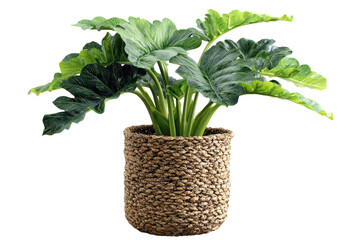 Naklejka premium Lush green Alocasia elephant ear plant in a woven basket pot.