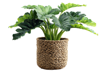 Lush green Alocasia elephant ear plant in a woven basket pot.