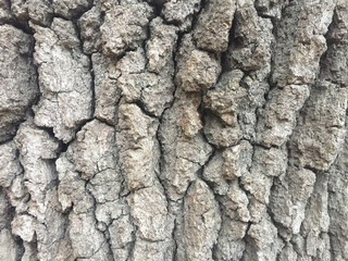 Close-up of tree bark texture, natural rough wooden surface