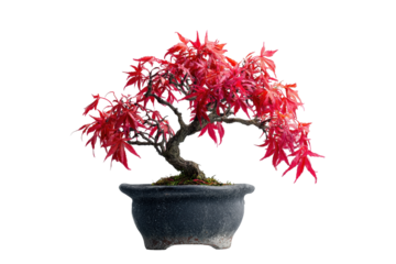 Beautiful red Japanese maple bonsai tree in a pot isolated.