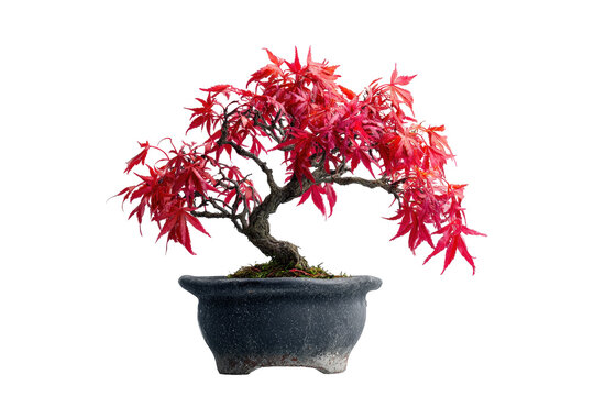 Beautiful red Japanese maple bonsai tree in a pot isolated.