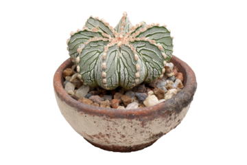 Astrophytum myriostigma cactus in a rustic weathered clay pot.