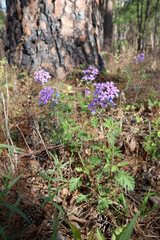 Fototapeta premium Mock Vervain, Rose Verbena, growing wild in an East Texas pine forest