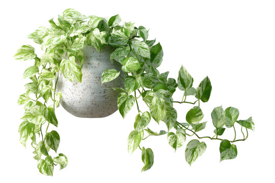 Lush variegated pothos plant with trailing vines in a silver pot.