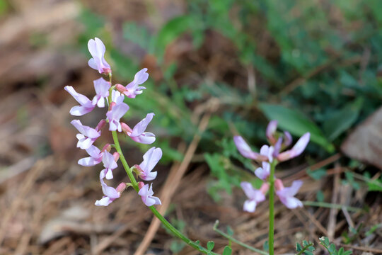 Pink blossoms of Alpine Milkvetch, astragalus alpinus, in a pine forest in East Texas, USA.
