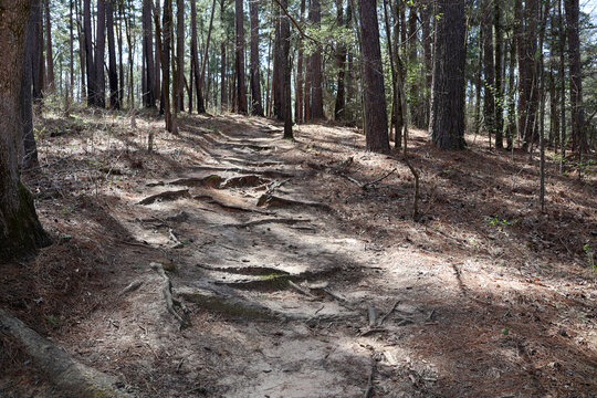Hiking through a pine forest in Texas, USA