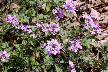 Fototapeta premium Rose Verbena wildflower patch in an East Texas, USA pine forest