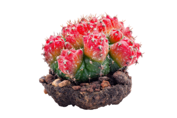 Vibrant red and pink moon cactus isolated on a white background.