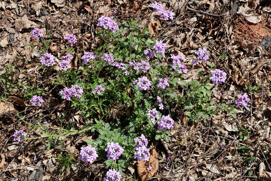 Rose Verbena wildflower patch in an East Texas, USA pine forest
