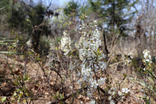 White blossoms of Chickasaw plum wild flower growing in East Texas, USA in early spring.