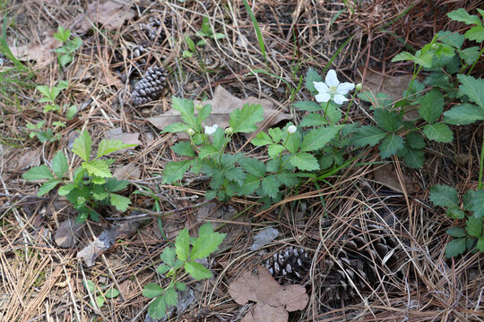 White blossoms of Pennsylvania Blackberry grow in East Texas, USA in early spring