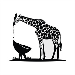 A Majestic Giraffe Gracefully Bends Its Long Neck to Drink Water from a Rustic African Bowl Surrounded by Lush Green Grass