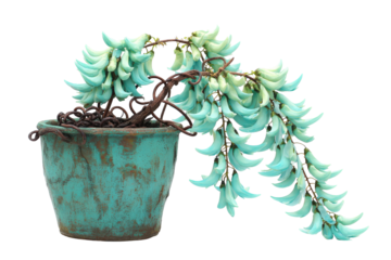 Exotic turquoise Jade Vine plant with cascading flowers in a rustic pot.