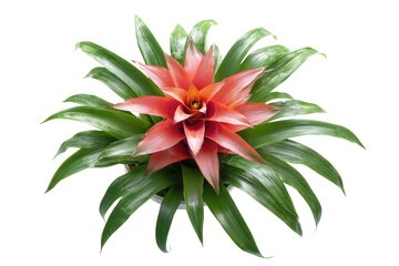 Top down view of a vibrant red bromeliad plant isolated.