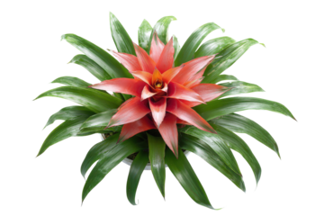 Top down view of a vibrant red bromeliad plant isolated.