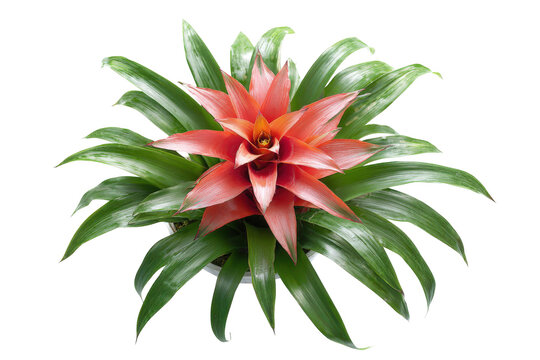 Top down view of a vibrant red bromeliad plant isolated.