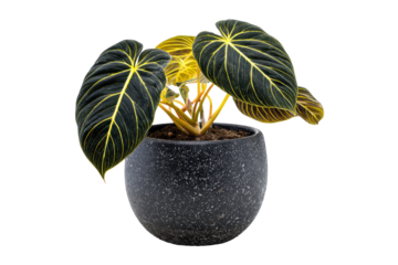 Exotic Philodendron plant with large velvety leaves in a dark pot.