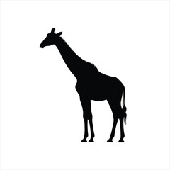 Elegant Silhouette of a Majestic Giraffe Standing Proudly in Profile View a Minimalist Vector Illustration of a Tall African Mammal