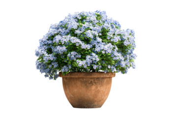 Lush blue flowering plant in a rustic terracotta pot isolated.