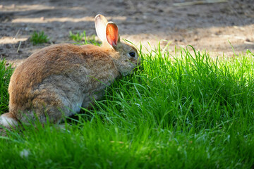 Light brown rabbit eating grass close up.